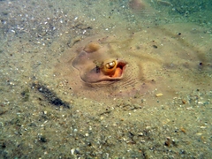 Zanobatus schoenleinii