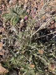 Cirsium ochrocentrum