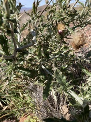 Cirsium ochrocentrum