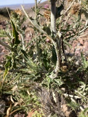 Cirsium ochrocentrum