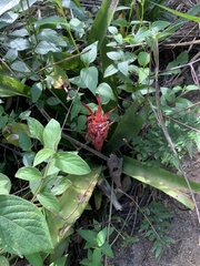 Billbergia pyramidalis