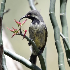 Chalcomitra senegalensis gutturalis