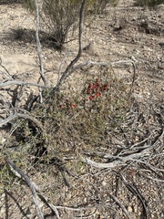 Ibervillea tenuisecta