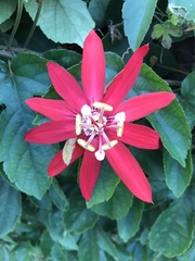 Passiflora miniata × vitifolia
