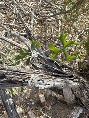 Ibervillea tenuisecta