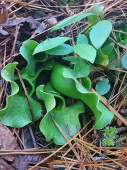 Sarracenia purpurea venosa