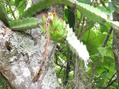 Selenicereus undatus