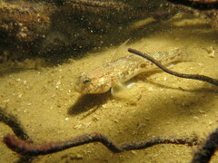 Gobius