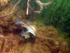 Plectorhinchus mediterraneus