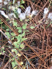 Sericocarpus tortifolius