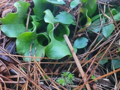 Sarracenia purpurea venosa