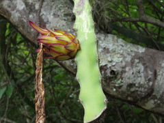Selenicereus undatus