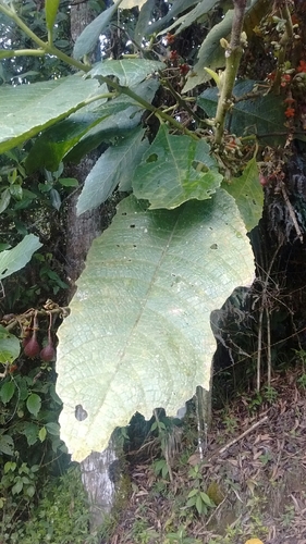 Siparuna aspera (Siparuna aspera)