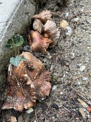 Tricholoma fracticum