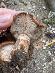 Tricholoma fracticum