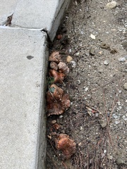 Tricholoma fracticum