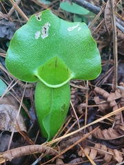 Sarracenia purpurea venosa