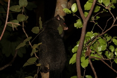 Trichosurus caninus