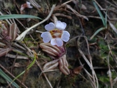 Pinguicula lusitanica