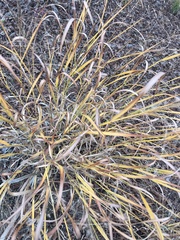Panicum virgatum
