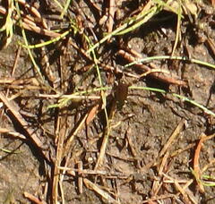 Eunemobius carolinus