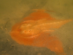 Zanobatus schoenleinii