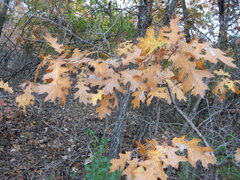 Quercus buckleyi