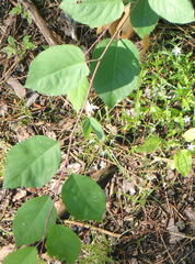 Amelanchier spicata
