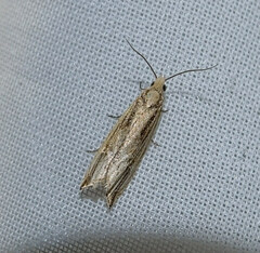 Bactra