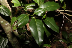 Cryptocarya