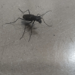 Odontocheila