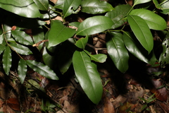 Cryptocarya