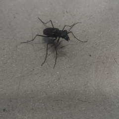 Odontocheila