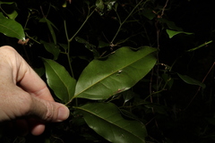 Cryptocarya