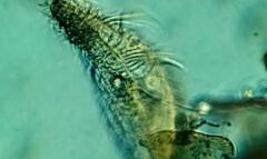 Parablepharisma pellitum