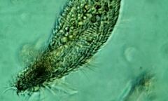 Parablepharisma pellitum