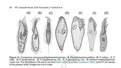 Parablepharisma pellitum
