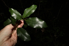 Cryptocarya