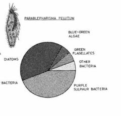 Parablepharisma pellitum
