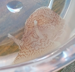 Pleurobranchaea tarda