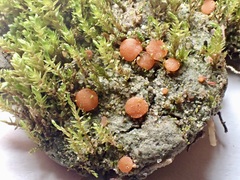 Pulvinula convexella