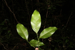 Cryptocarya