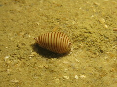 Persicula cingulata