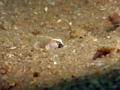 Blennius
