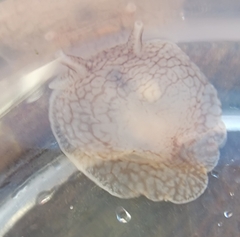 Pleurobranchaea tarda