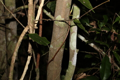 Cryptocarya