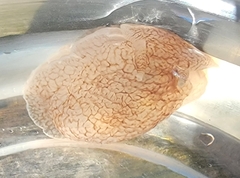 Pleurobranchaea tarda