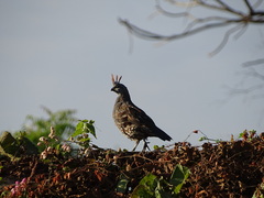 Callipepla douglasii