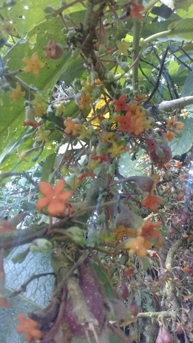 Siparuna aspera, photograph 3