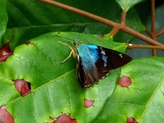 Astraptes